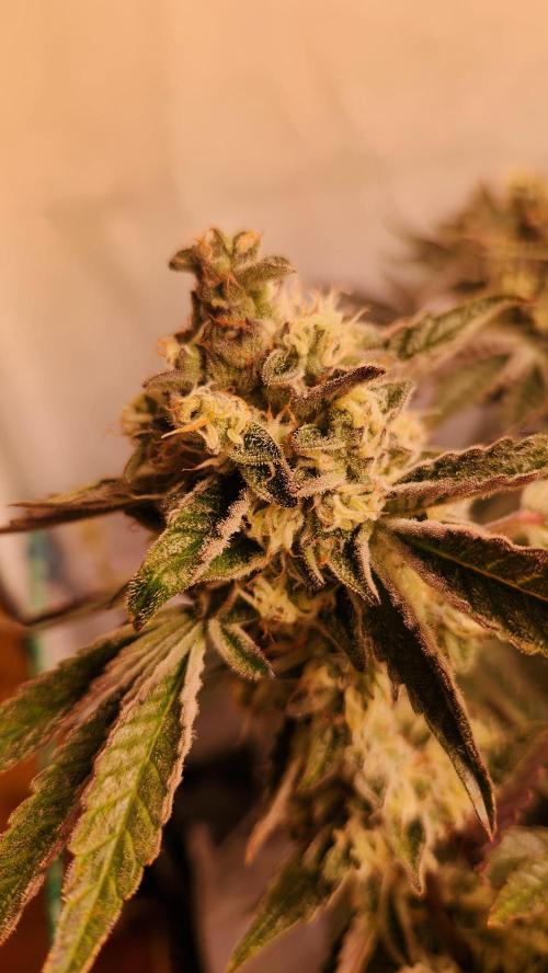 Photo Gazzurple. Week 6