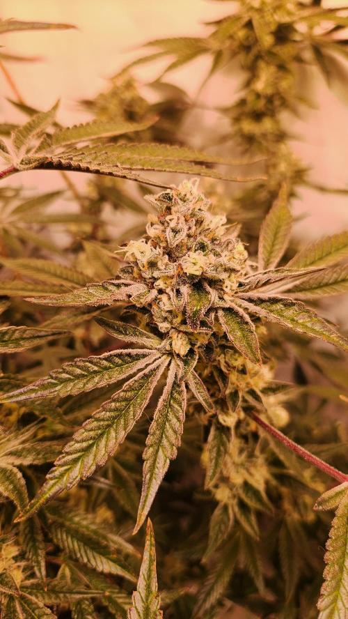 Photo Gazzurple. Week 6