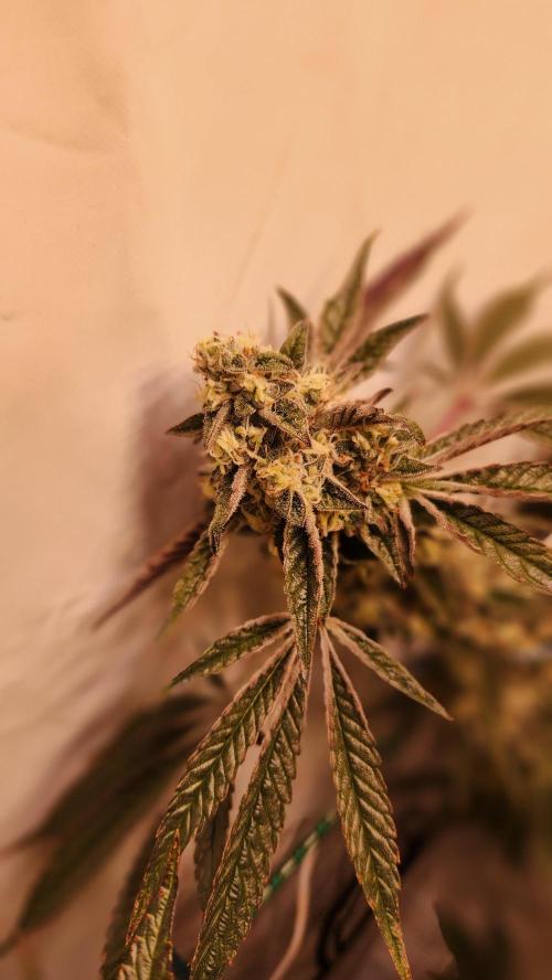 Photo Gazzurple. Week 6