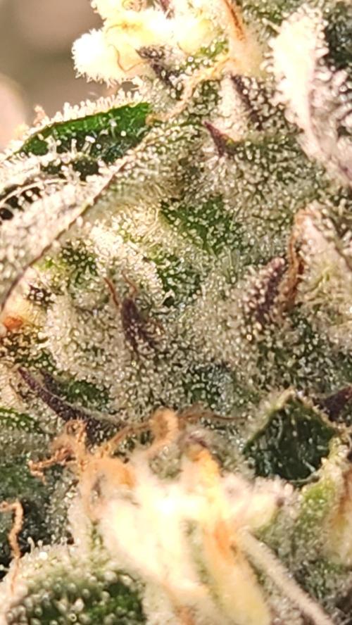 Photo Gazzurple. Week 6