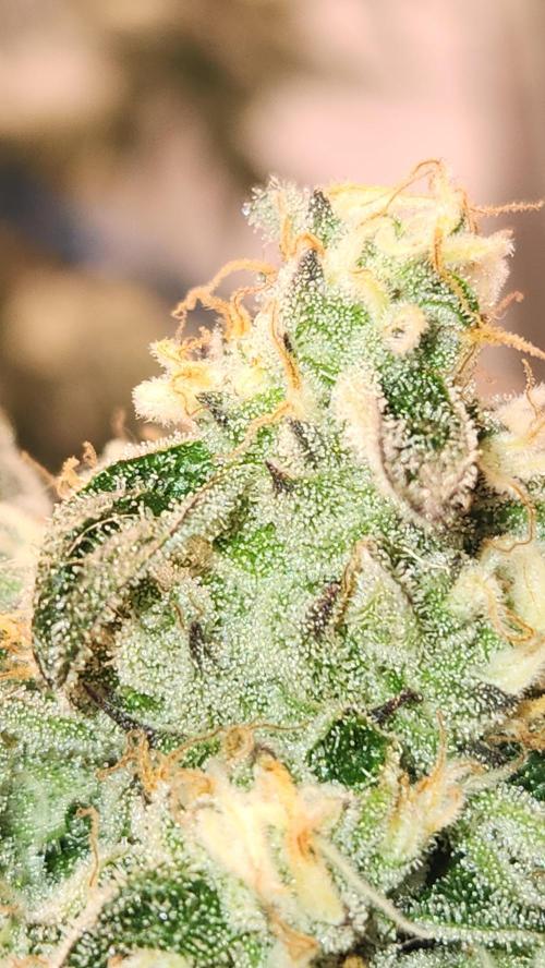 Photo Gazzurple. Week 6