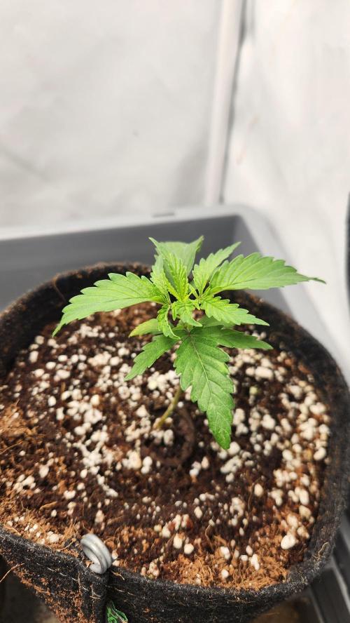 Growing them berries. Week 2 - pheno 3