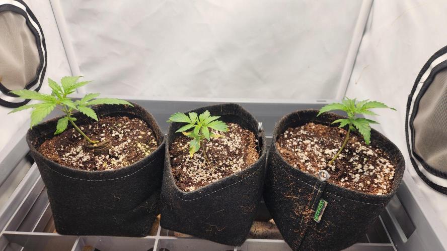 Growing them berries. Week 2