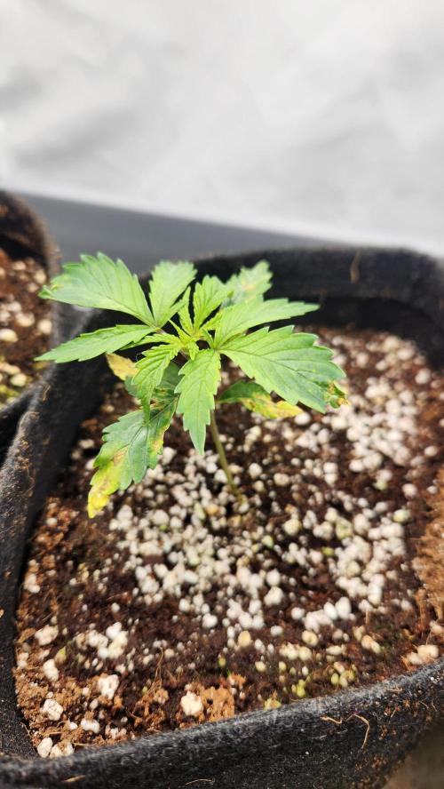 Growing them berries. Week 2 - pheno 2