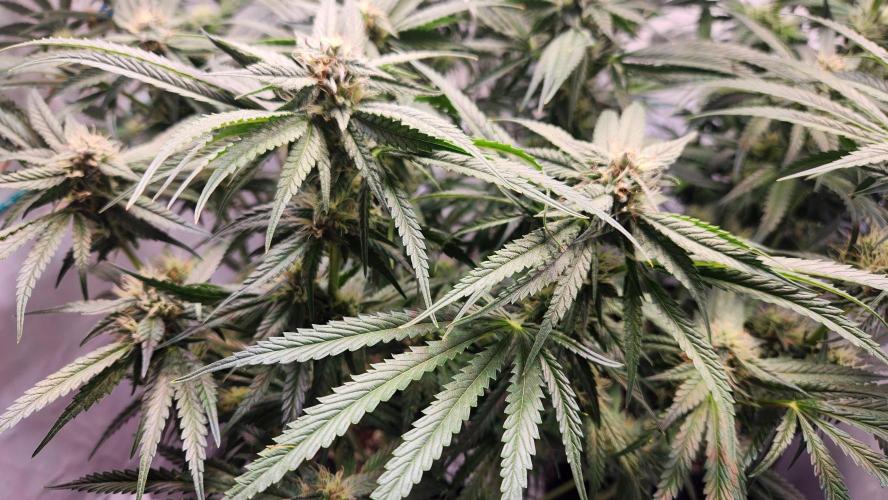 Photo Chicken n Wafflez. Week 4 - pheno 2