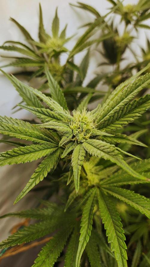 Photo Chicken n Wafflez. Week 4 - pheno 1