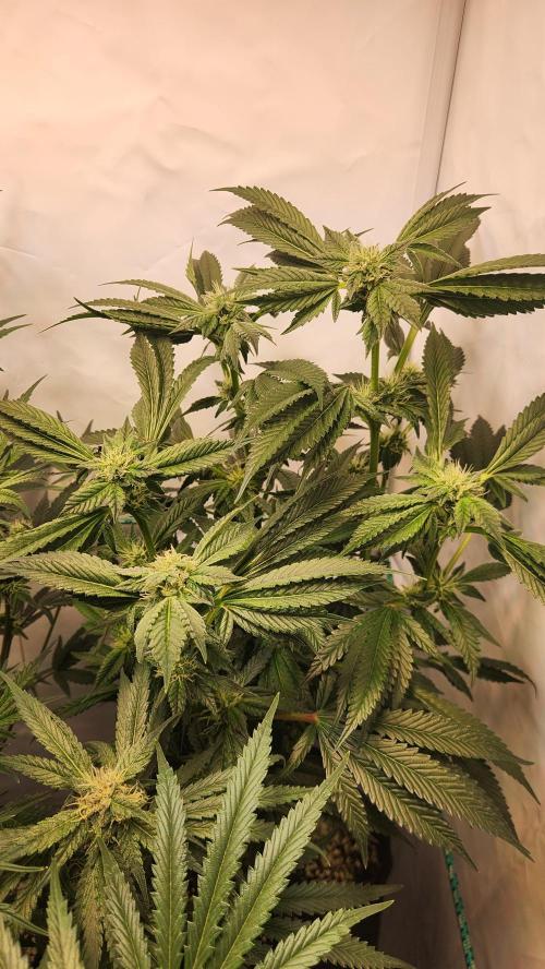 Photo Chicken n Wafflez. Week 4 - pheno 3