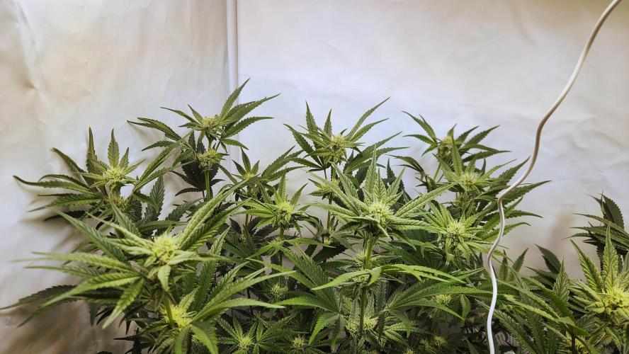 Photo Chicken n Wafflez. Week 4 - pheno 1