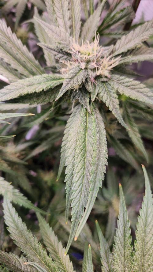 Photo Chicken n Wafflez. Week 4 - pheno 2 leaf cupping