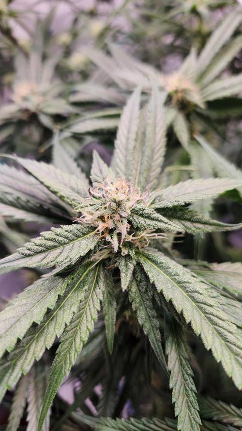 Photo Chicken n Wafflez. Week 4 - pheno 2