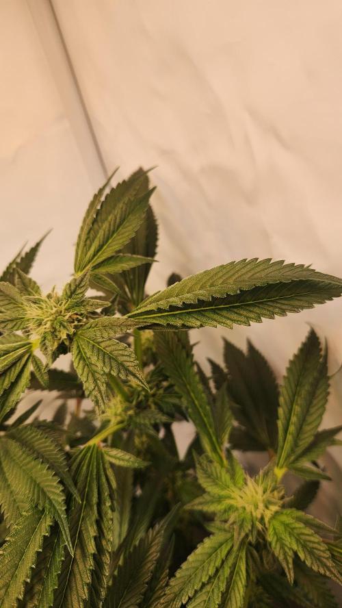 Photo Chicken n Wafflez. Week 4 - pheno 3 leaf cupping