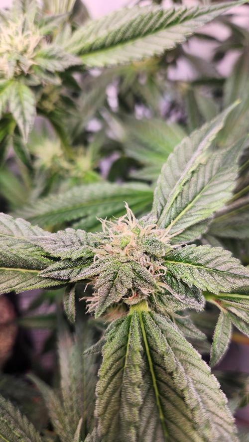 Photo Chicken n Wafflez. Week 4 - pheno 3