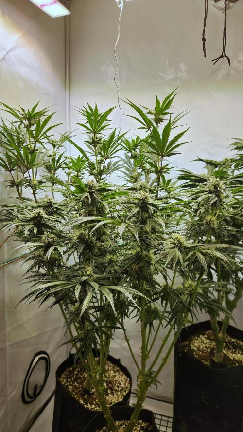 Photo Chicken n Wafflez. Week 4 - pheno 2