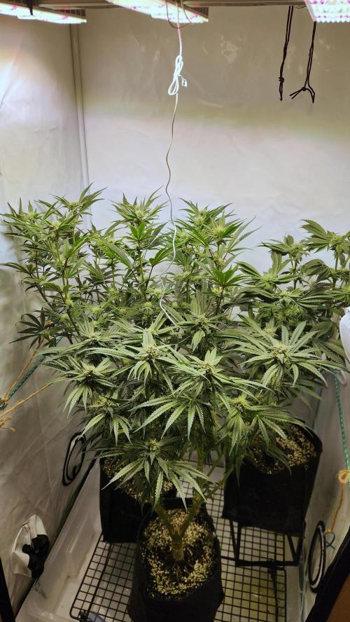 Photo Chicken n Wafflez. Week 4