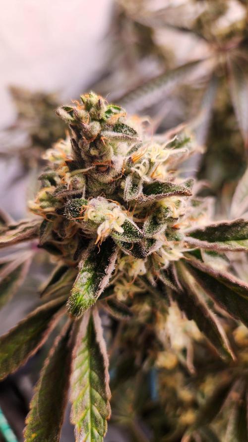 Photo Gazzurple. Week 7