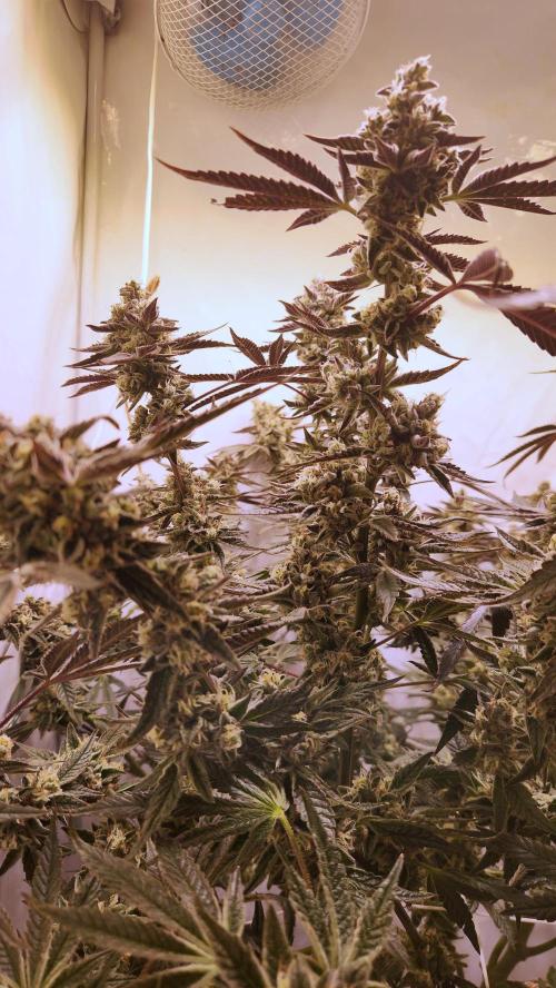 Photo Gazzurple. Week 7