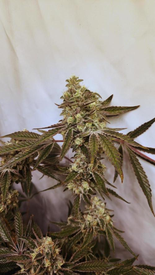 Photo Gazzurple. Week 7