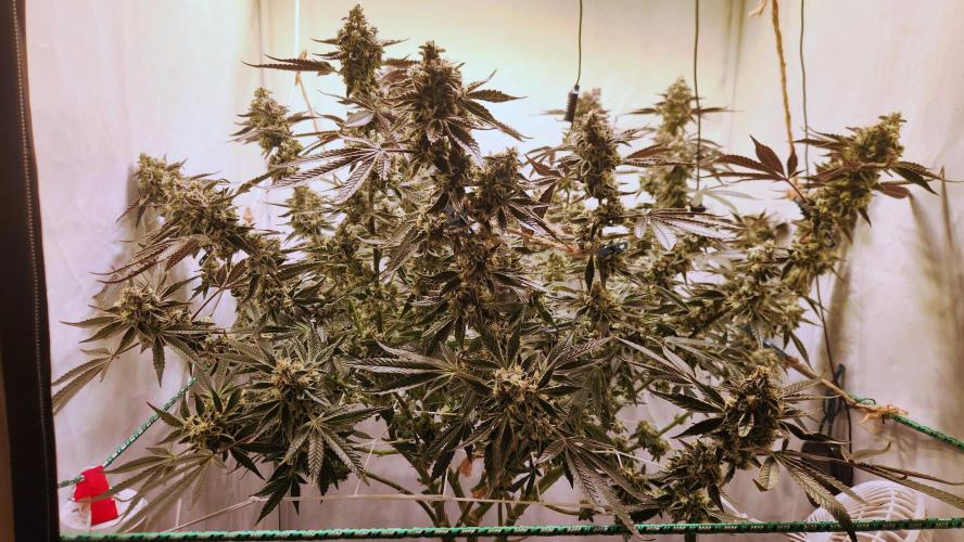 Photo Gazzurple. Week 7