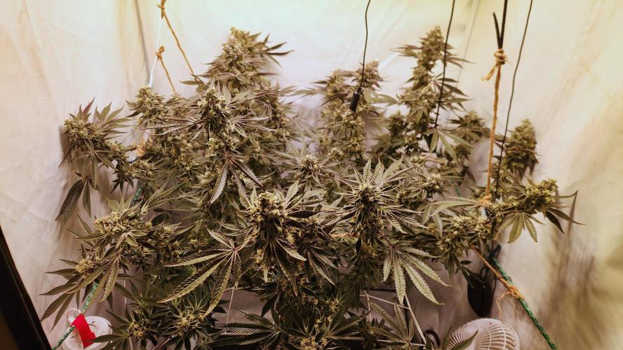 Photo Gazzurple. Week 7