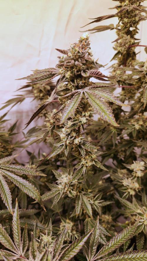 Photo Gazzurple. Week 7