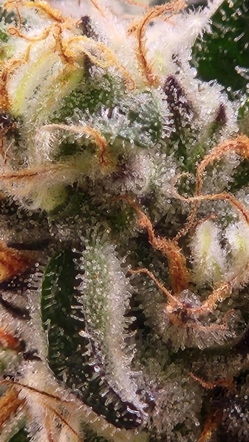 Photo Gazzurple. Week 7