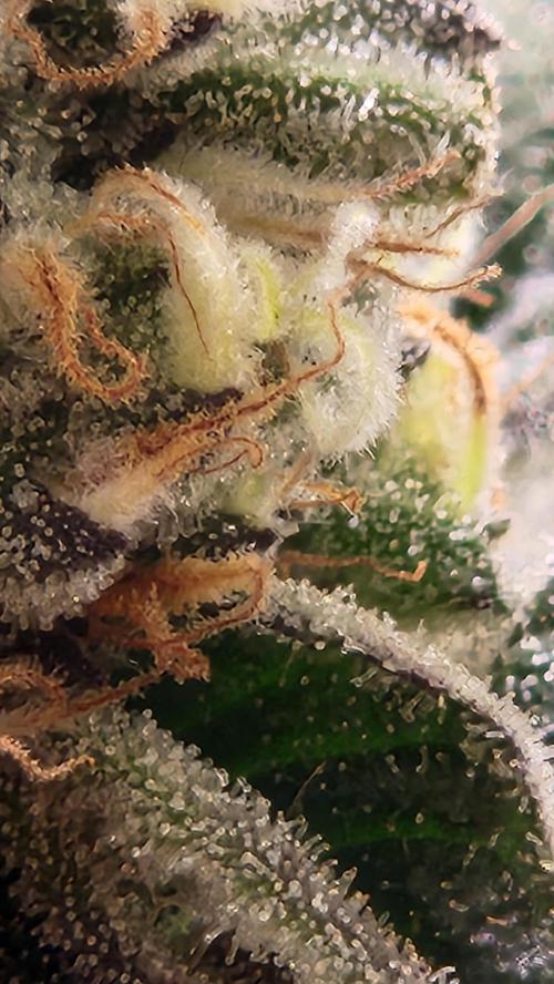 Photo Gazzurple. Week 7