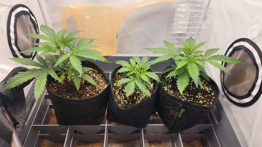 Growing them berries. Week 3