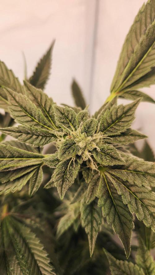 Photo Chicken n Wafflez. Week 5 - pheno 3