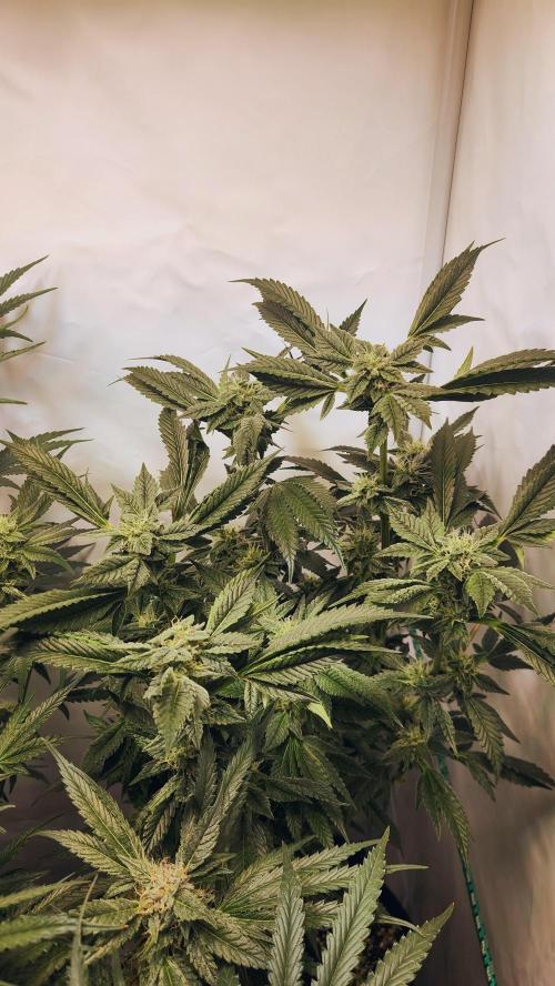 Photo Chicken n Wafflez. Week 5 - pheno 3