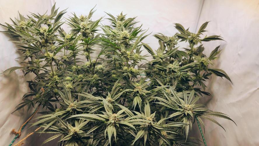 Photo Chicken n Wafflez. Week 5