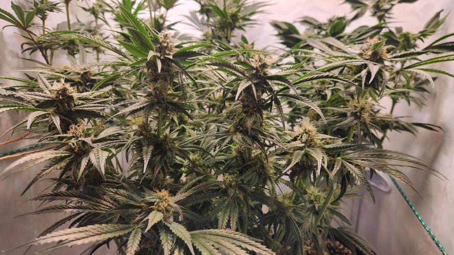 Photo Chicken n Wafflez. Week 5 - pheno 2