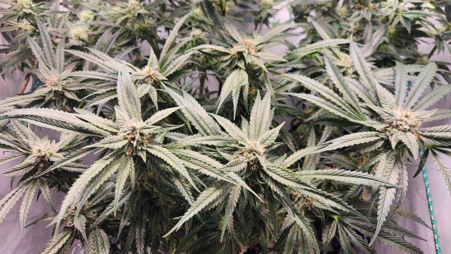 Photo Chicken n Wafflez. Week 5 - pheno 2