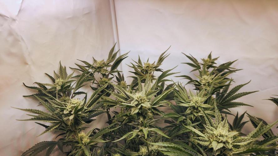 Photo Chicken n Wafflez. Week 5 - pheno 1