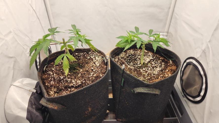 Growing them berries. Week 4