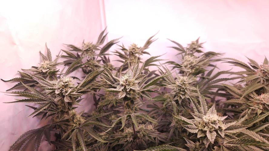 Photo Chicken n Wafflez. Week 6 - pheno 1