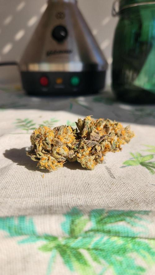 Gazzurple. Week 8