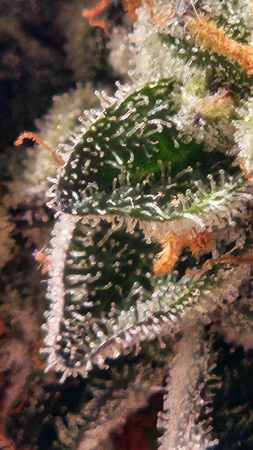 Photo Gazzurple. Week 8