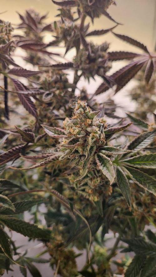 Photo Gazzurple. Week 8
