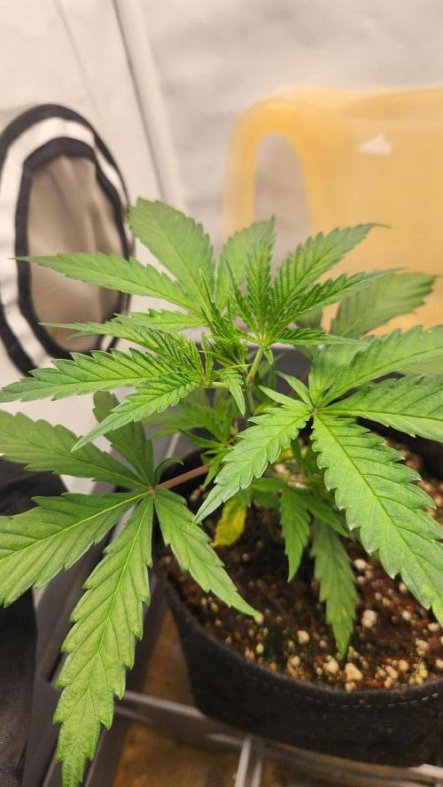 Growing them berries. Week 3 - pheno 1