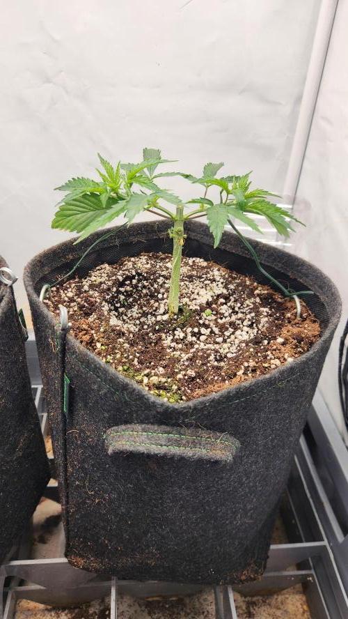 Growing them berries. Week 4 - pheno 3