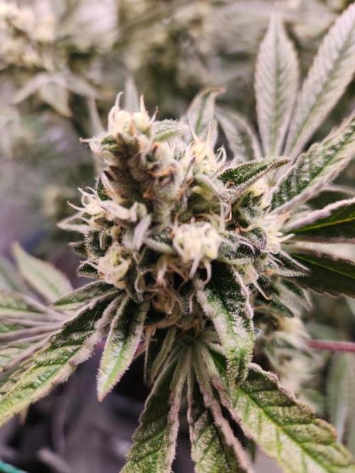 Photo Gazzurple. Week 5