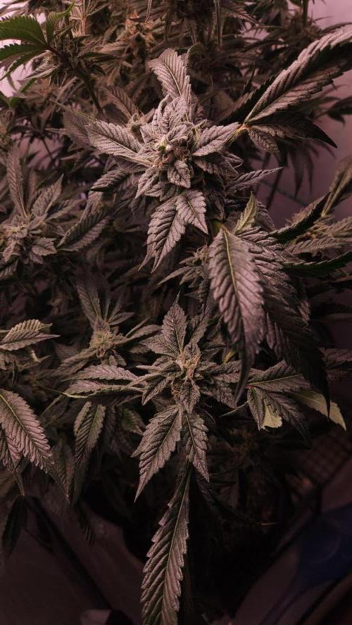 Photo Chicken n Wafflez. Week 6 - pheno 3