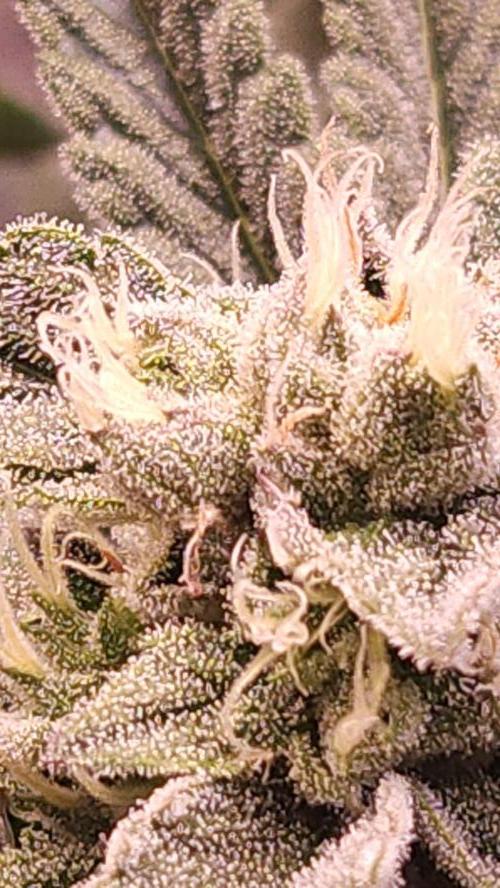 Photo Chicken n Wafflez. Week 6 - pheno 1