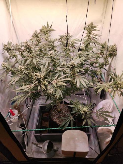 Photo Gazzurple. Week 5