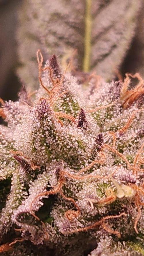Photo Chicken n Wafflez. Week 6 - pheno 2