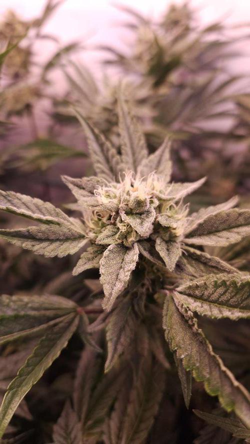 Photo Chicken n Wafflez. Week 6 - pheno 1