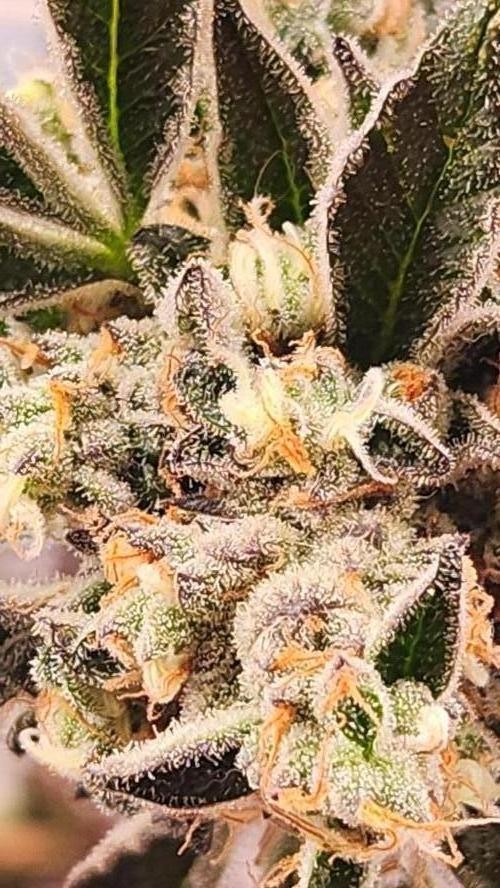 Photo Gazzurple. Week 8