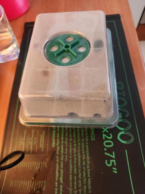 Growing them berries. Week 0