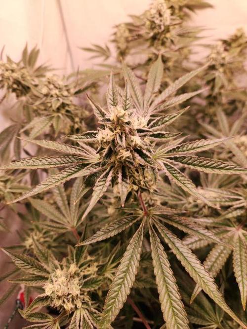 Photo Gazzurple. Week 5