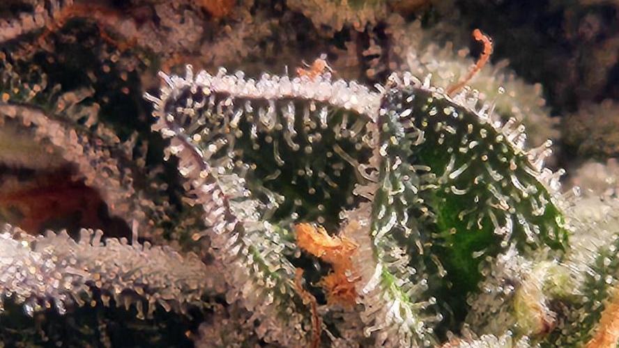 Photo Gazzurple. Week 8